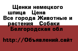 Щенки немецкого шпица › Цена ­ 20 000 - Все города Животные и растения » Собаки   . Белгородская обл.